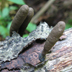 Xylaria longipes 'Stalked Xylaria'